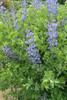 Blue false indigo